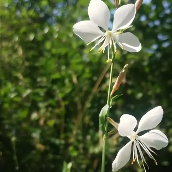 Gaura 'Flamingo Snow' - Image 2