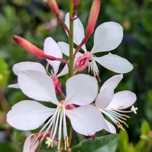 Gaura 'Flamingo Snow'