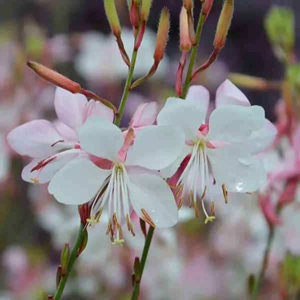Gaura 'Flamingo Snow' - Image 3