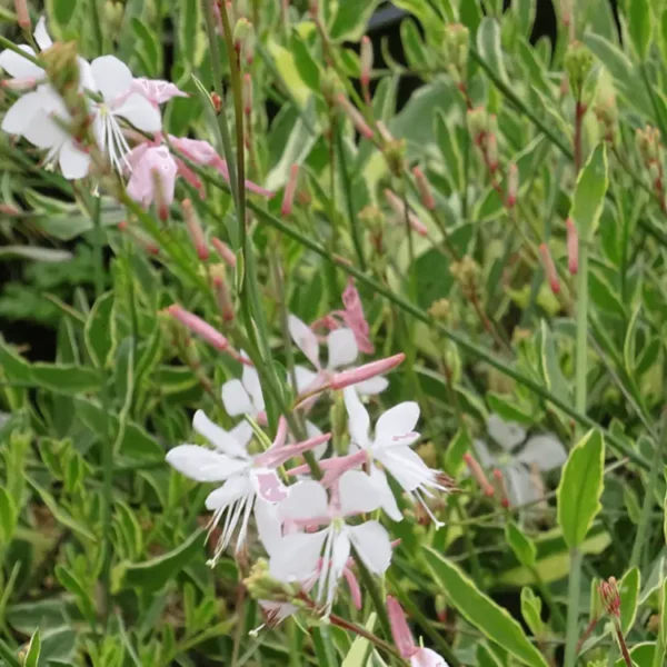 Gaura lindheimeri 'Corrie's Gold' - Image 2