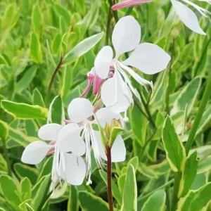 Gaura lindheimeri 'Corrie's Gold'