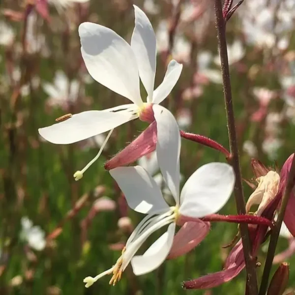 Gaura lindheimeri 'Elurra'