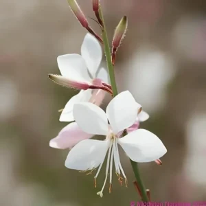 Gaura lindheimeri 'Flamingo White' (syn. Oenothera)