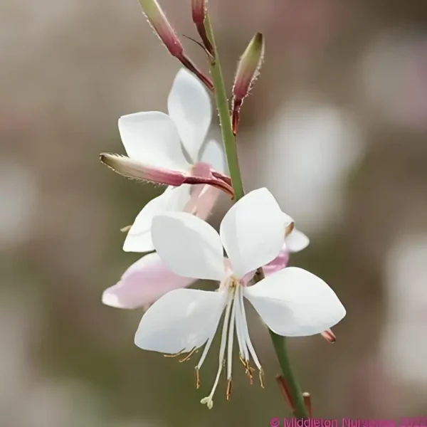 Gaura lindheimeri 'Flamingo White' (syn. Oenothera)