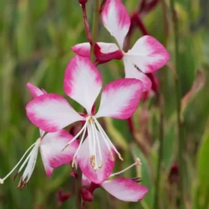 Gaura  lindheimeri  'Freefolk Rosy'