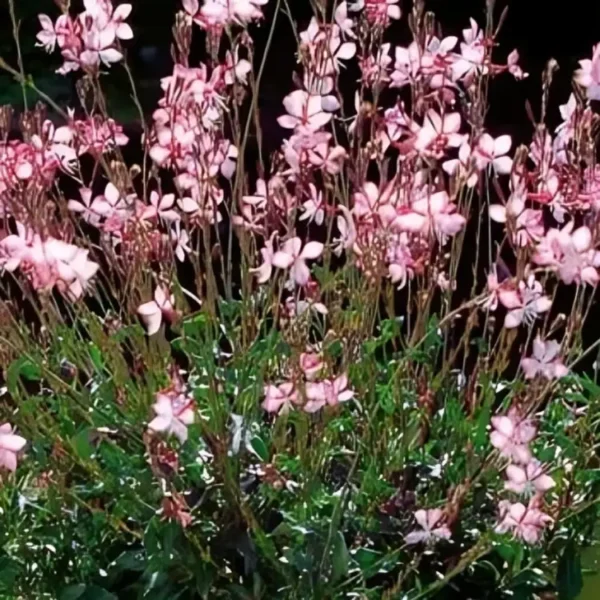 Gaura  lindheimeri  'Freefolk Rosy' - Image 2