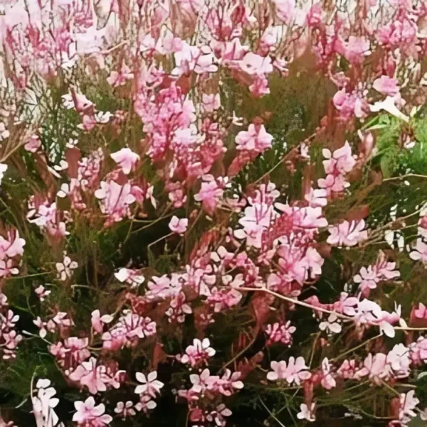 Gaura  lindheimeri  'Freefolk Rosy' - Image 3