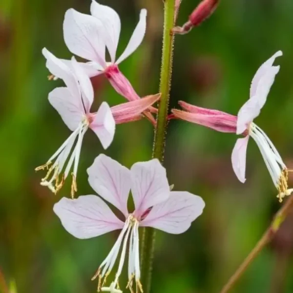 Gaura lindheimeri 'Gambit Rose Bicolour' - Image 2