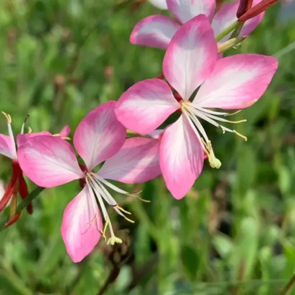 Gaura lindheimeri 'Gambit Rose Bicolour'