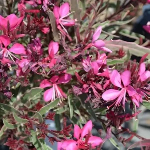 Gaura lindheimeri 'Gambit Variegata Rose'