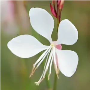 Gaura lindheimeri 'Gambit White'