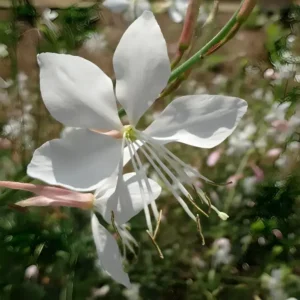 Gaura lindheimeri 'Graceful White'