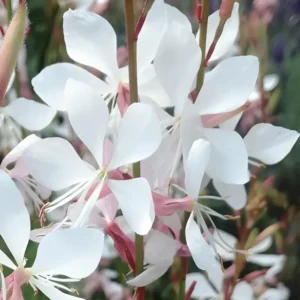 Gaura lindheimeri 'Karalee White' (syn. Oenothera)