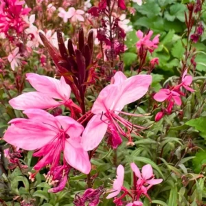 Gaura lindheimeri 'Passionate Blush'