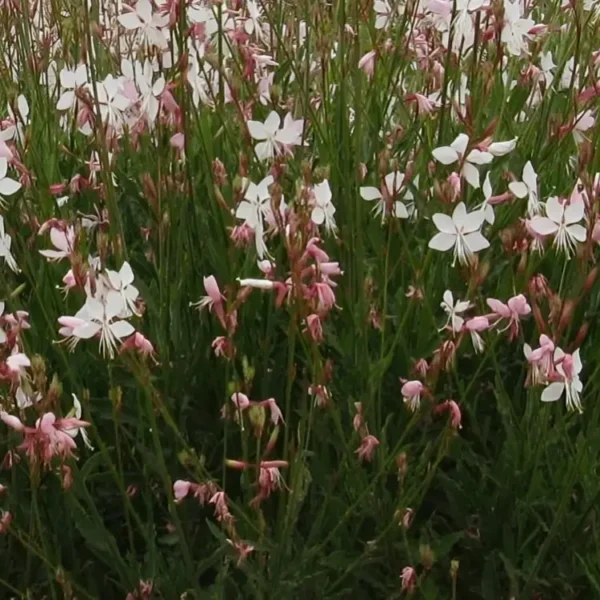 Gaura  lindheimeri 'RosyJane' - Image 2
