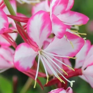 Gaura  lindheimeri 'RosyJane'