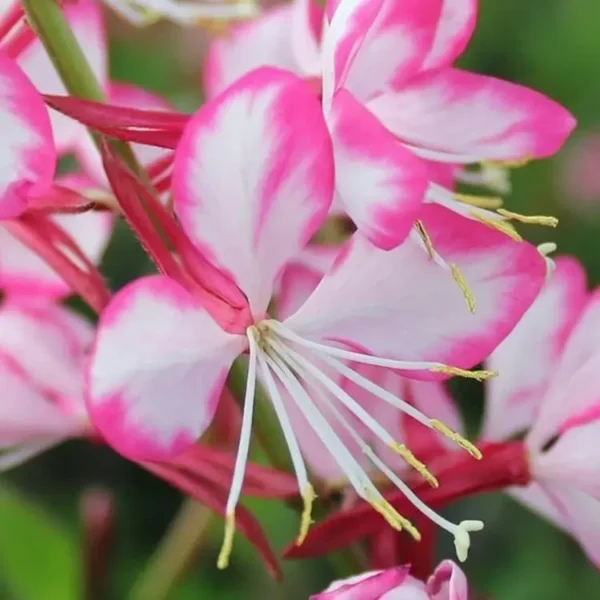Gaura  lindheimeri 'RosyJane'