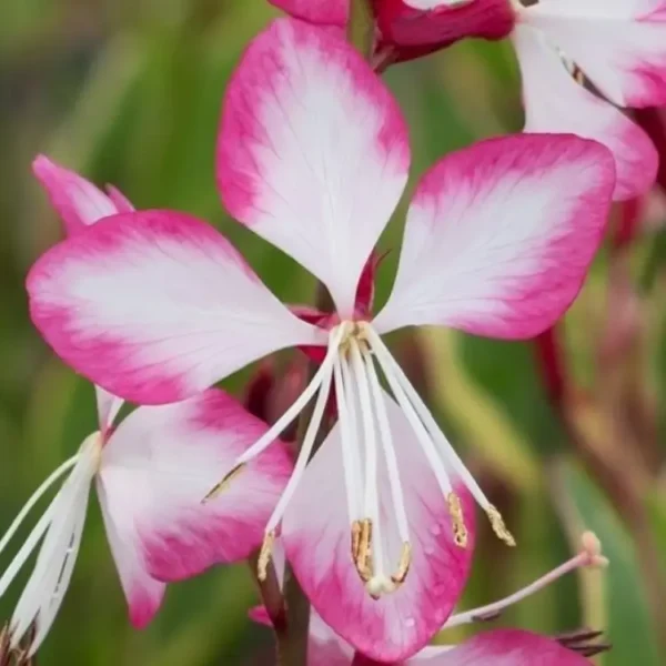 Gaura  lindheimeri 'RosyJane' - Image 3