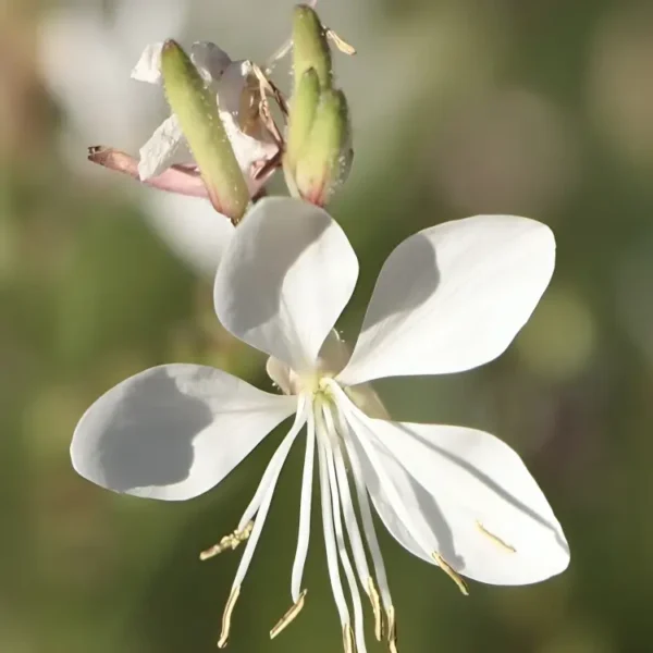 Gaura lindheimeri 'Sparkle White' - Image 3