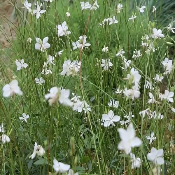 Gaura lindheimeri 'Sparkle White' - Image 2