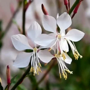 Gaura lindheimeri 'Sparkle White'