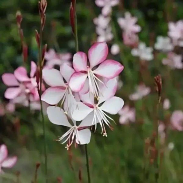 Gaura lindheimeri 'Summer Emotions' - Image 2