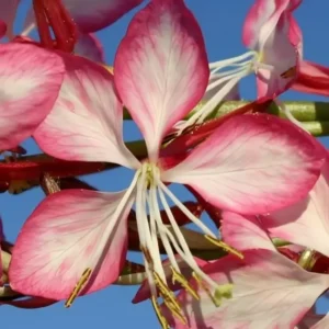 Gaura lindheimeri 'Summer Emotions'