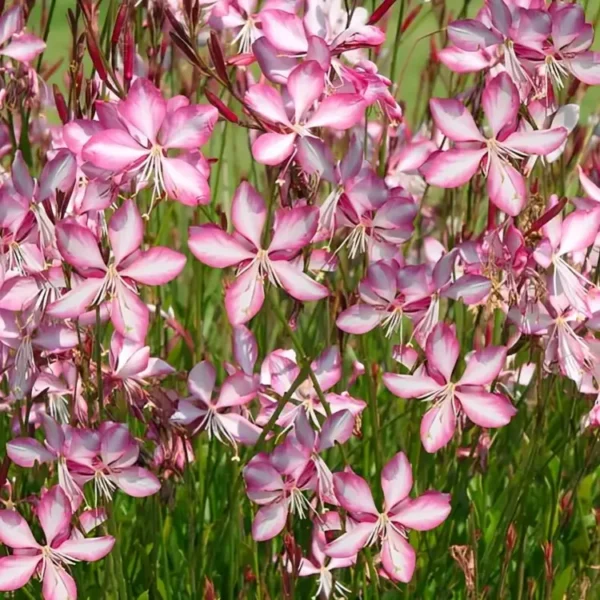 Gaura lindheimeri 'Summer Emotions' - Image 3
