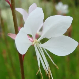 Gaura lindheimeri 'Whirling Butterflies'