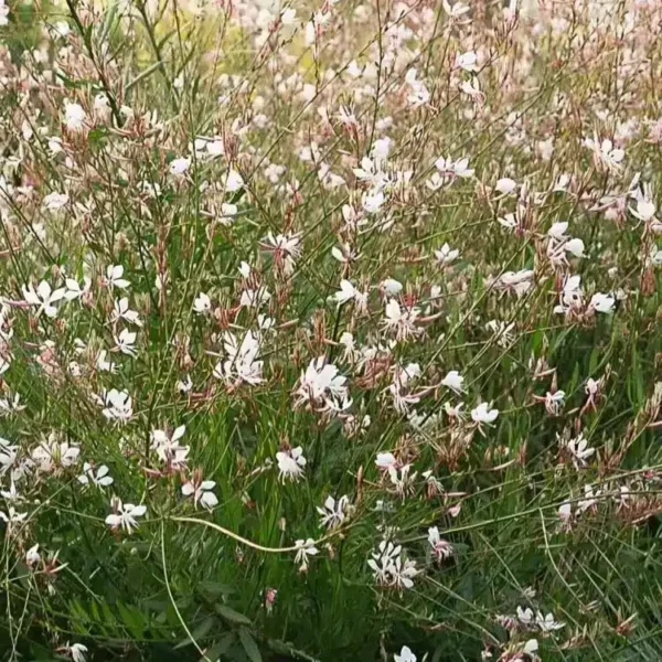 Gaura lindheimeri 'Whirling Butterflies' - Image 2