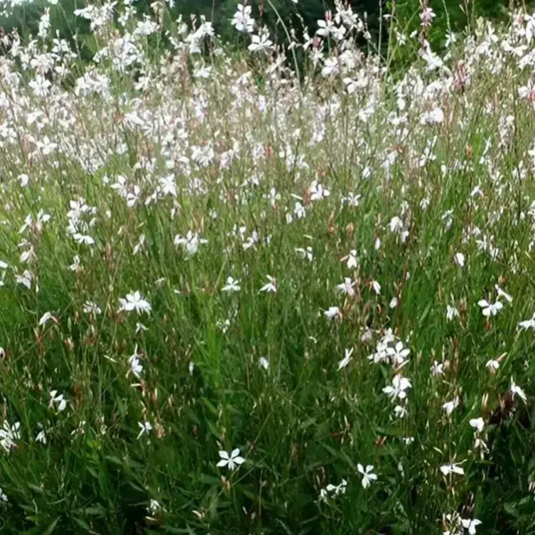 Gaura lindheimeri 'Whirling Butterflies' - Image 3