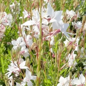 Gaura lindheimeri 'White Dove'