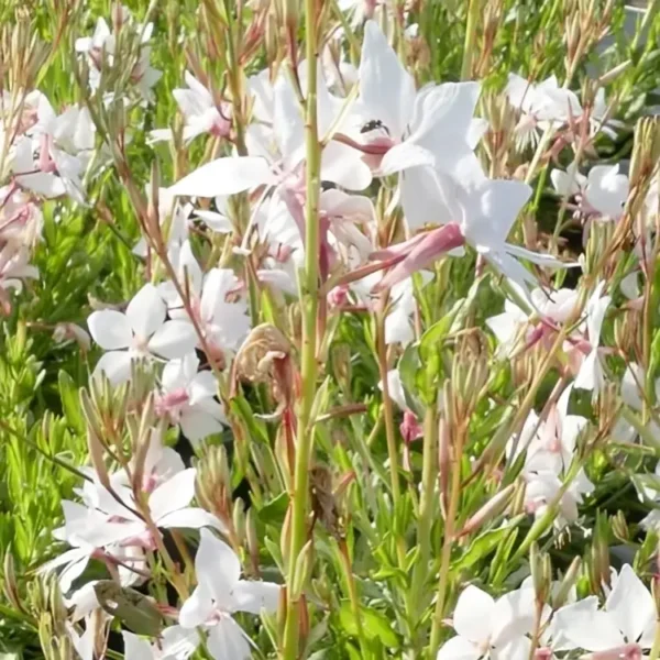 Gaura lindheimeri 'White Dove'