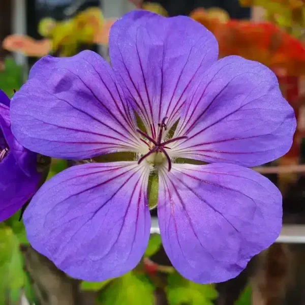 Geranium 'Bloom Me Away' - Image 3
