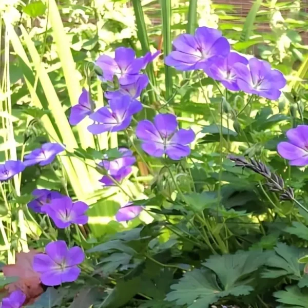 Geranium 'Bloom Me Away' - Image 2