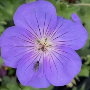 Geranium 'Bloom Me Away'