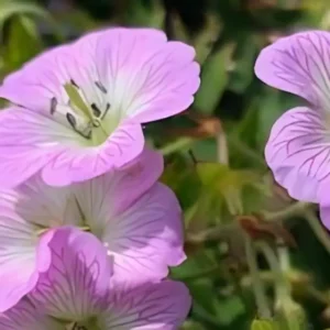 Geranium 'Confetti'