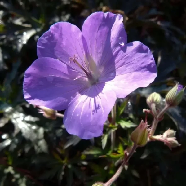 Geranium 'Femme Fatale' - Image 4