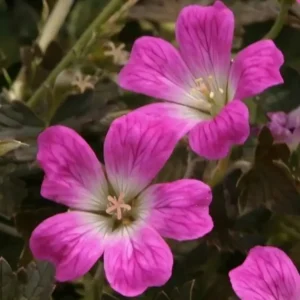 Geranium  'Orkney Cherry' ('Bremerry')