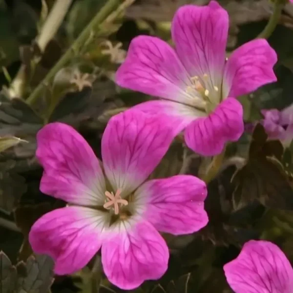 Geranium  'Orkney Cherry' ('Bremerry')