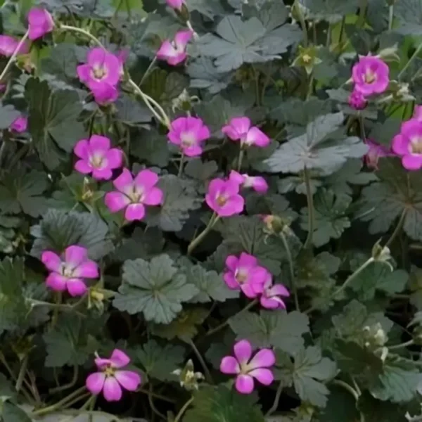 Geranium  'Orkney Cherry' ('Bremerry') - Image 3