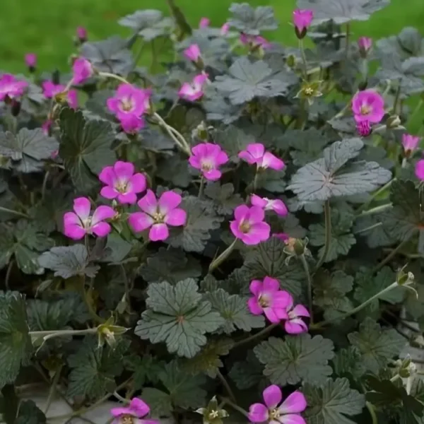 Geranium  'Orkney Cherry' ('Bremerry') - Image 2