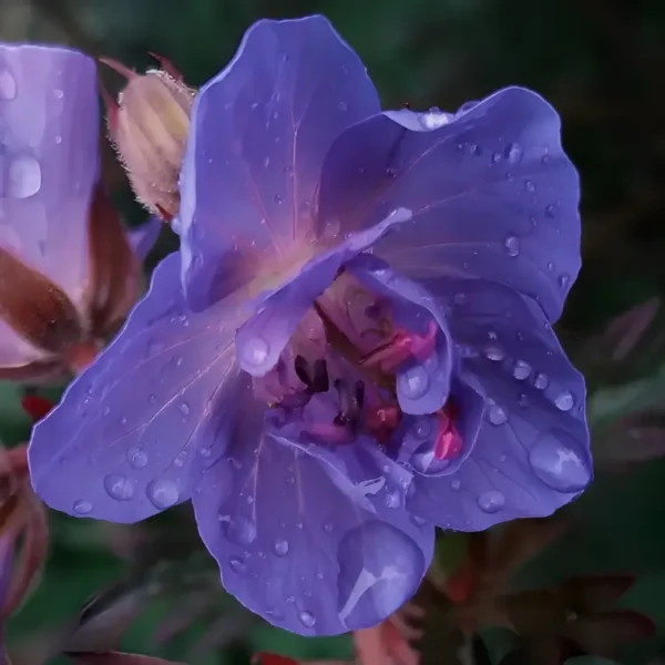 Geranium 'Storm cloud' - Image 2