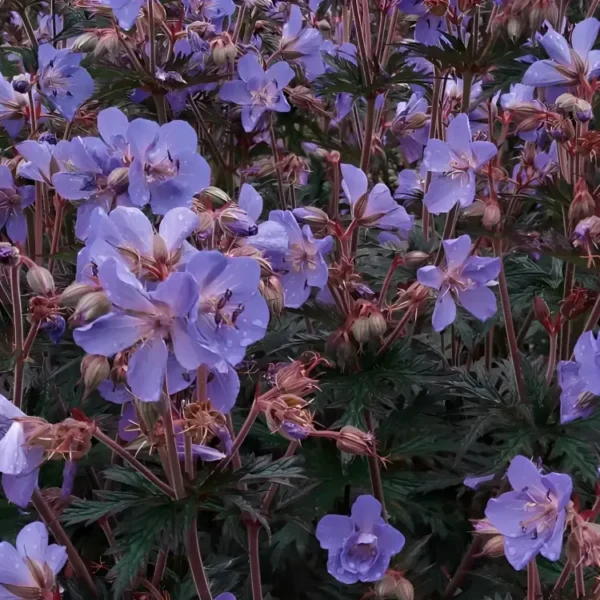 Geranium 'Storm cloud' - Image 3