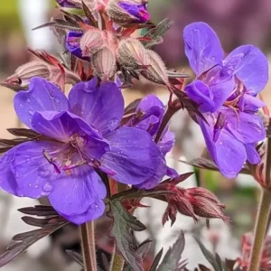 Geranium 'Storm cloud'