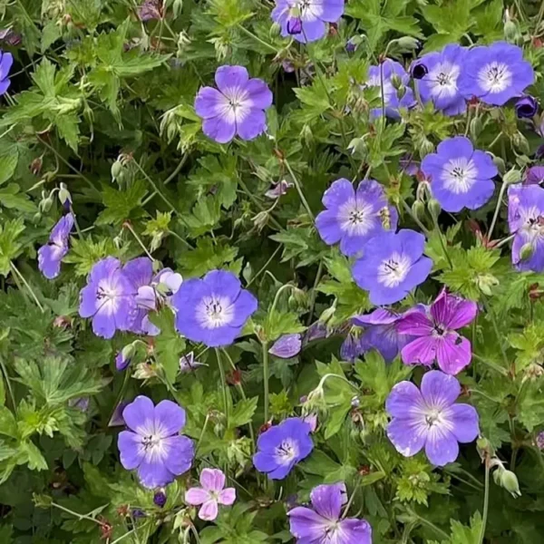 Geranium pratense 'Annette' - Image 2