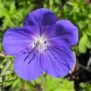 Geranium pratense 'Annette'