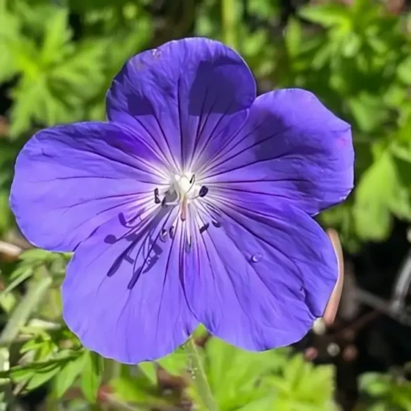 Geranium pratense 'Annette'