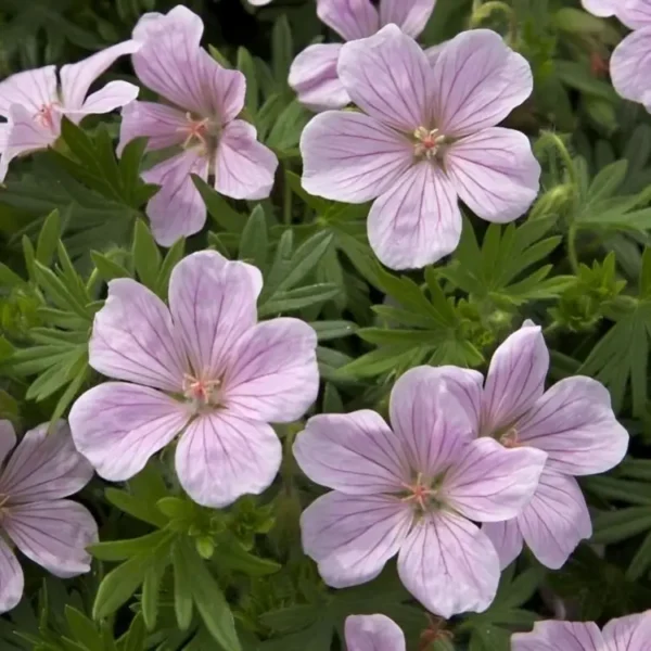 Geranium sanguineum 'Pink Pouffe' - Image 3