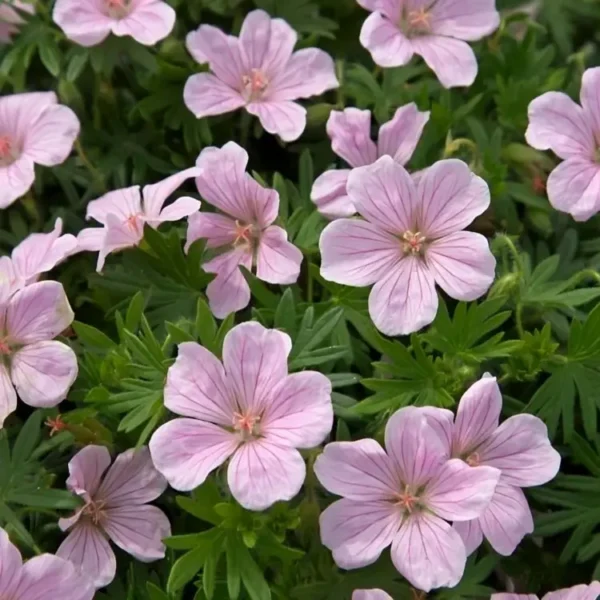 Geranium sanguineum 'Pink Pouffe' - Image 2